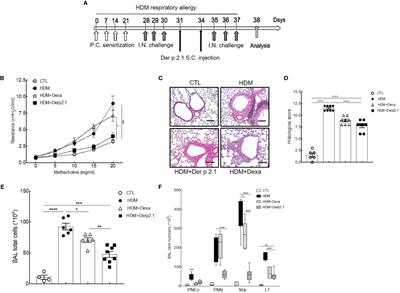 Der p 2.1 Peptide Abrogates House Dust Mites-Induced Asthma Features in Mice and Humanized Mice by Inhibiting DC-Mediated T Cell Polarization